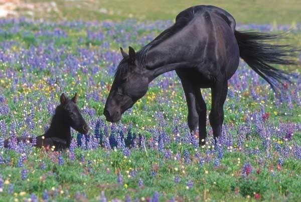 The Wild Horses of Pryor Mountain, Montana